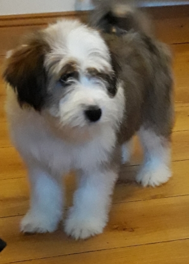 Tibetan terrier adults for hot sale sale